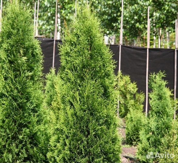 Туя Колумна