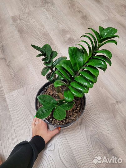 Замиокулькас зензи