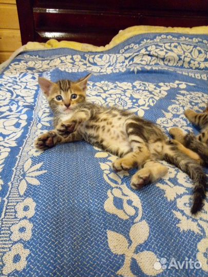Котята метисы бенгал