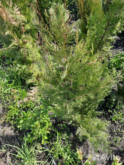 Туя Брабант саженцы