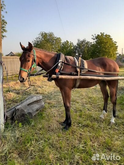 Племенная Орловская кобылка