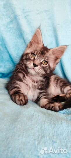 Котята мейн-кун