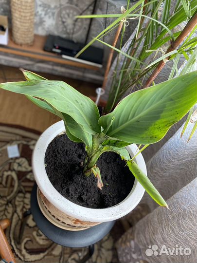 Канна rosemond cole