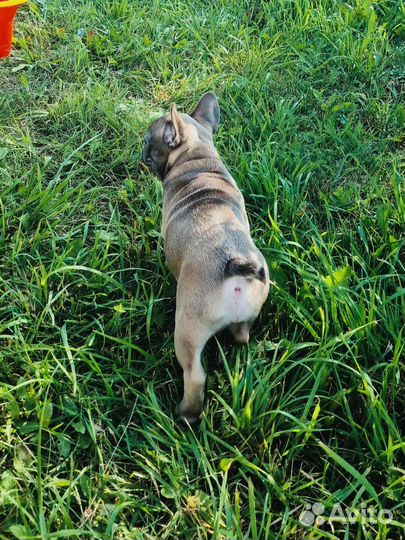 Щенок французского бульдога