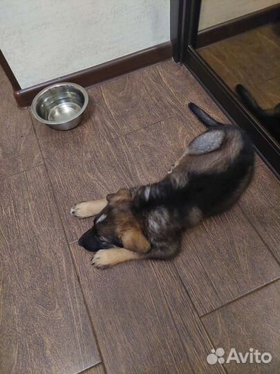 Собака в добрые руки отдам бесплатно