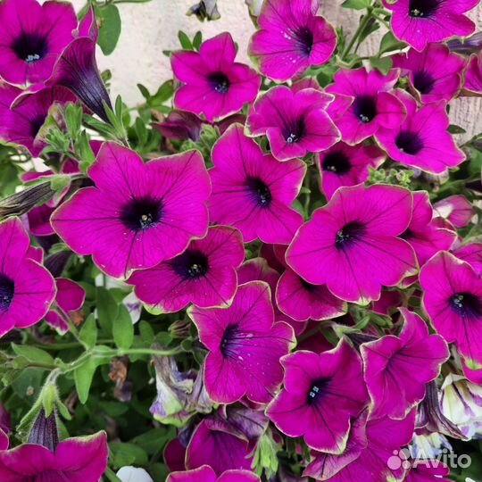 Вегетативная петуния