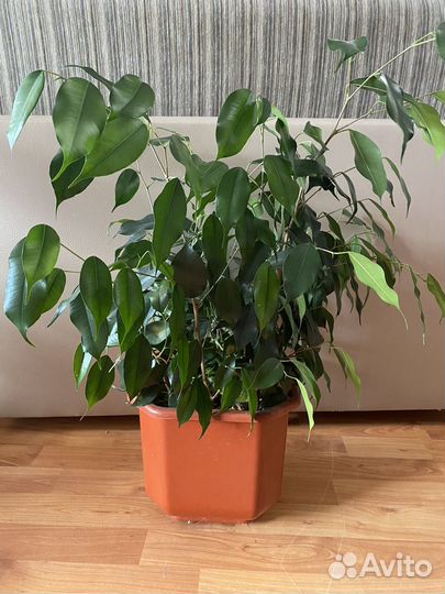Фикус