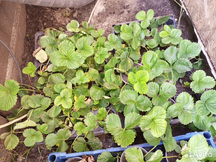 Рассада клубники