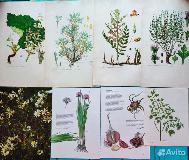 Иллюстрации растения, грибы для джанбуков