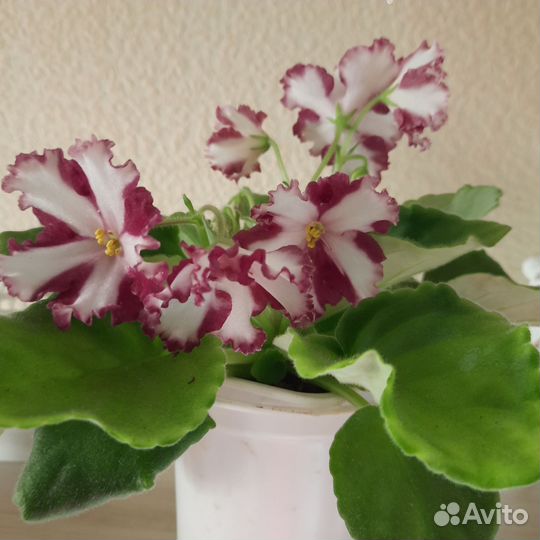 Фиалка сортовая (химера)