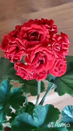 Пеларгония розебудная