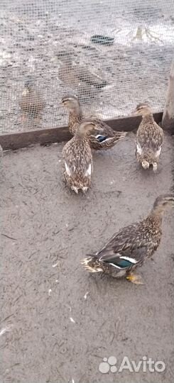 Подсадные утки