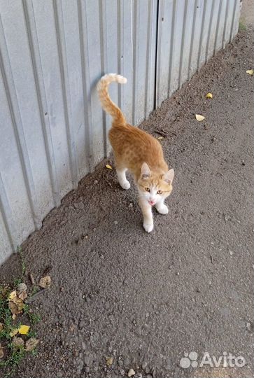 Рыжик ищет дом