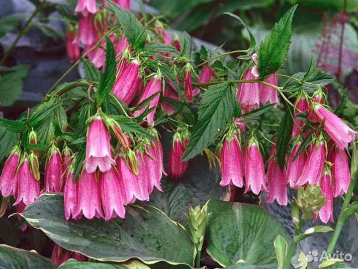 Продаю многолетки