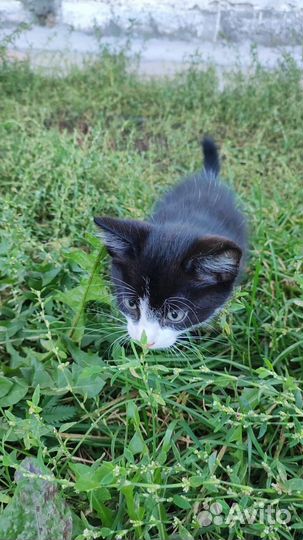 Котенок в добрые руки Мальчик