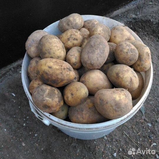 Картофель крупный