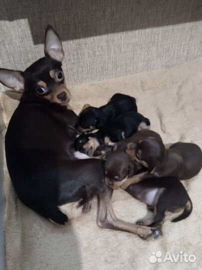 Щенки русского той терьера