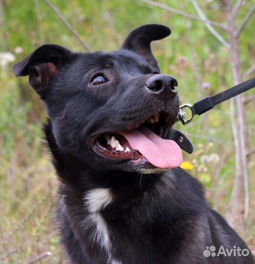 Собака Грушенька