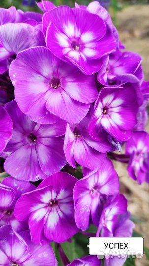 Флокс метельчатый