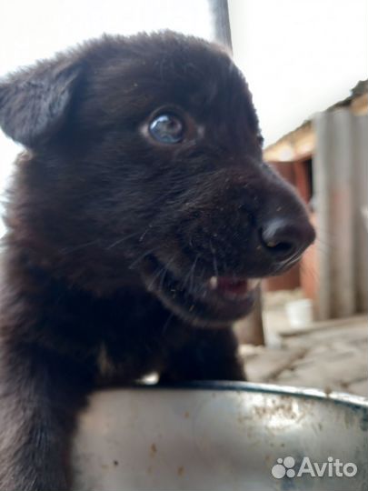 Щенки немецкой овчарки черные