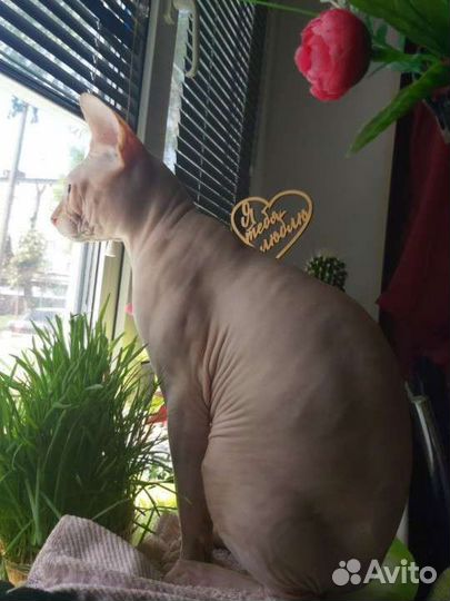 Канадский сфинкс вязка