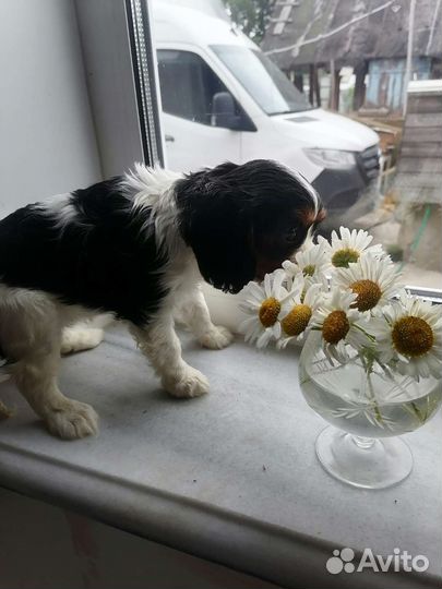 Кавалер кинг чарльз спаниель