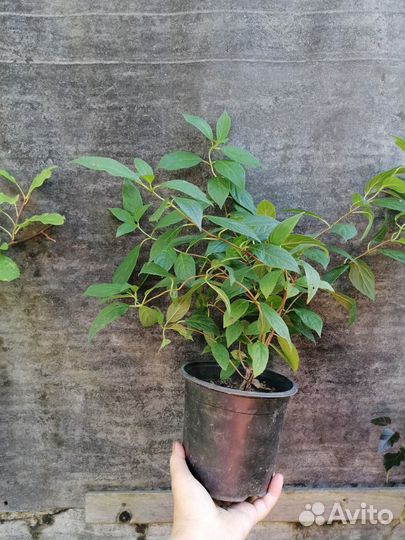 Продам саженцы метельчатых гортензий