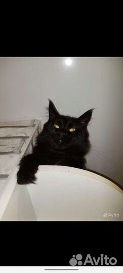 Кот мейн-кун вязка