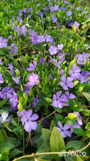 Колокольчик.Фалярис.Анемоны