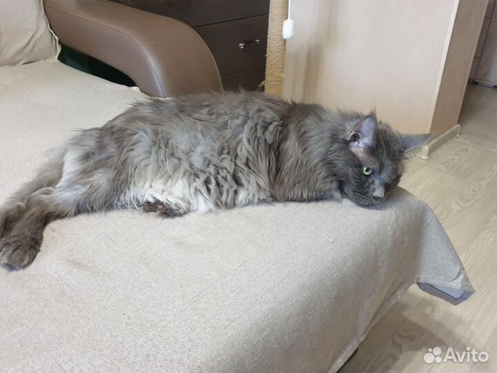 Кошка Лора в дар