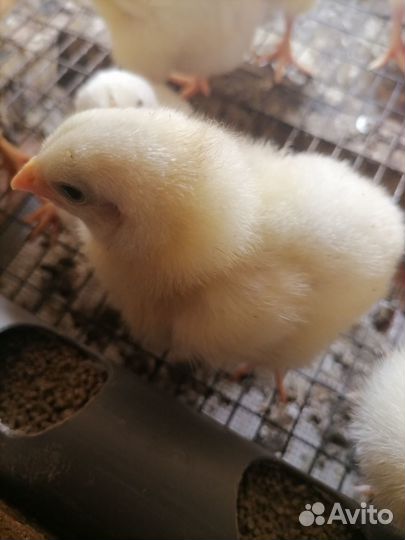 Перепела, бройлеры, несушки