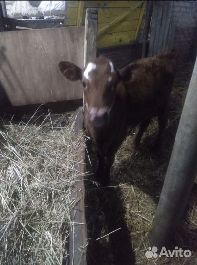 Телка 2 месяца