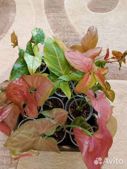 Сингониумы