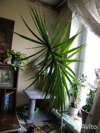 Драцена маргината 