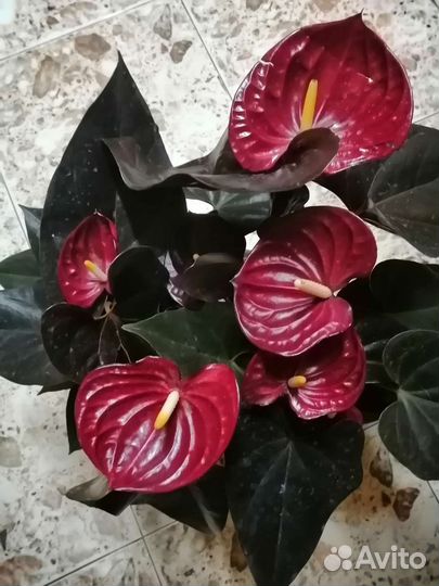 Антуриум 