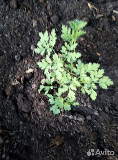 Обмен дицентры на другие цветы