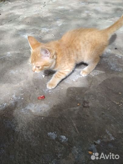 Рыжий котенок девочка