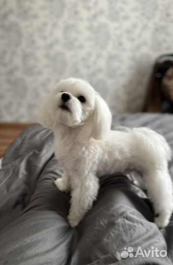 Мальтезе кобель для вязки