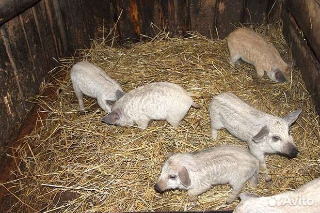 Венгерская мангалица