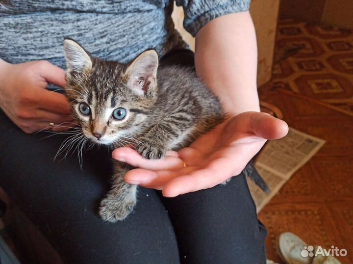 Отдам в дар кошка