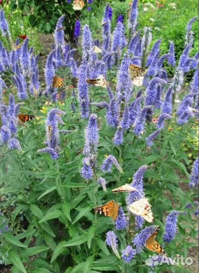 Вероника многолетник