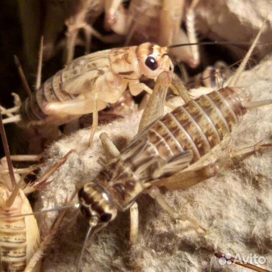 Сверчки,зофобас,корм для стрижей,корм для сверчков