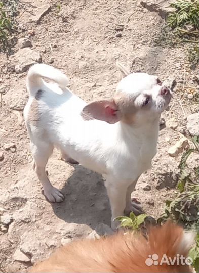 Чихуахуа мини мальчик