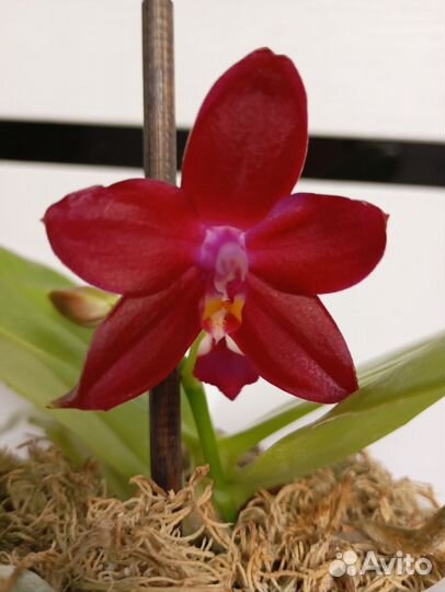 Орхидея фаленопсис