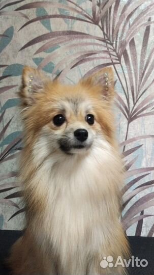 Щенки шпица