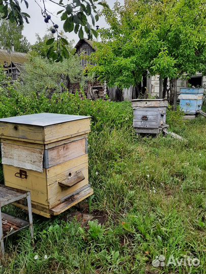 Улей с пчелами, пассика