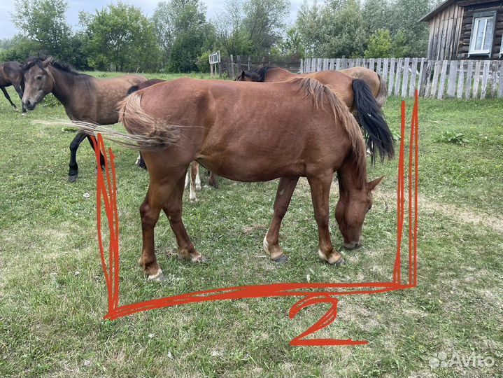 Кобылы с жеребенком