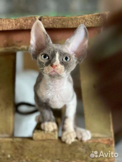 Эльфы Девонширы