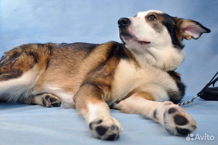 Рэй ждет свой дом