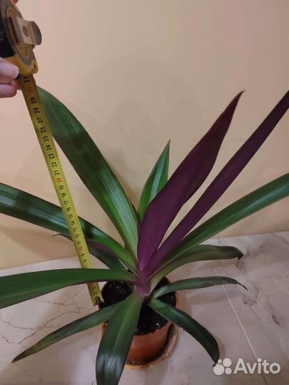 Традесканция рео